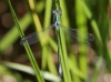 J18_1257 Lestes dryas male